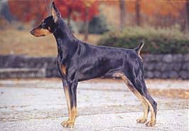 �����Ƒ��Ɍ}����O��